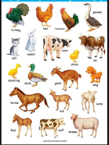 Domestic animals