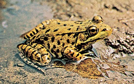 Green frog
