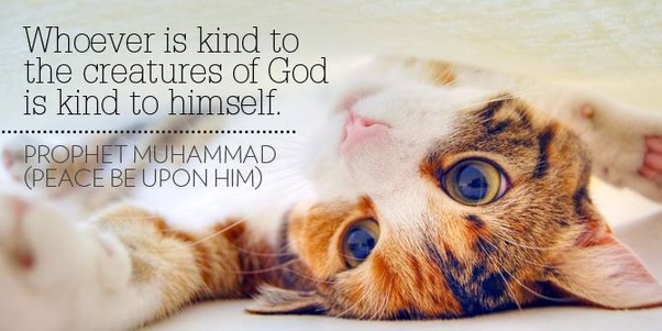kindness to the animals