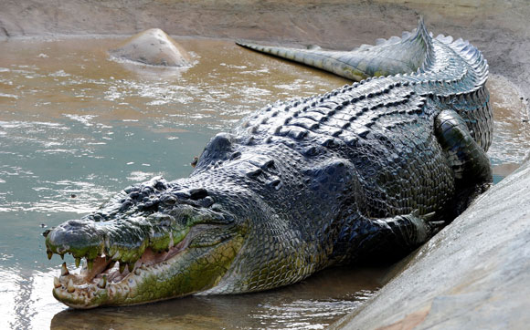 lolong guinessworldrecords